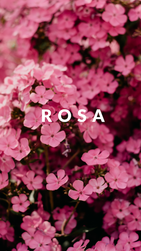 rosa